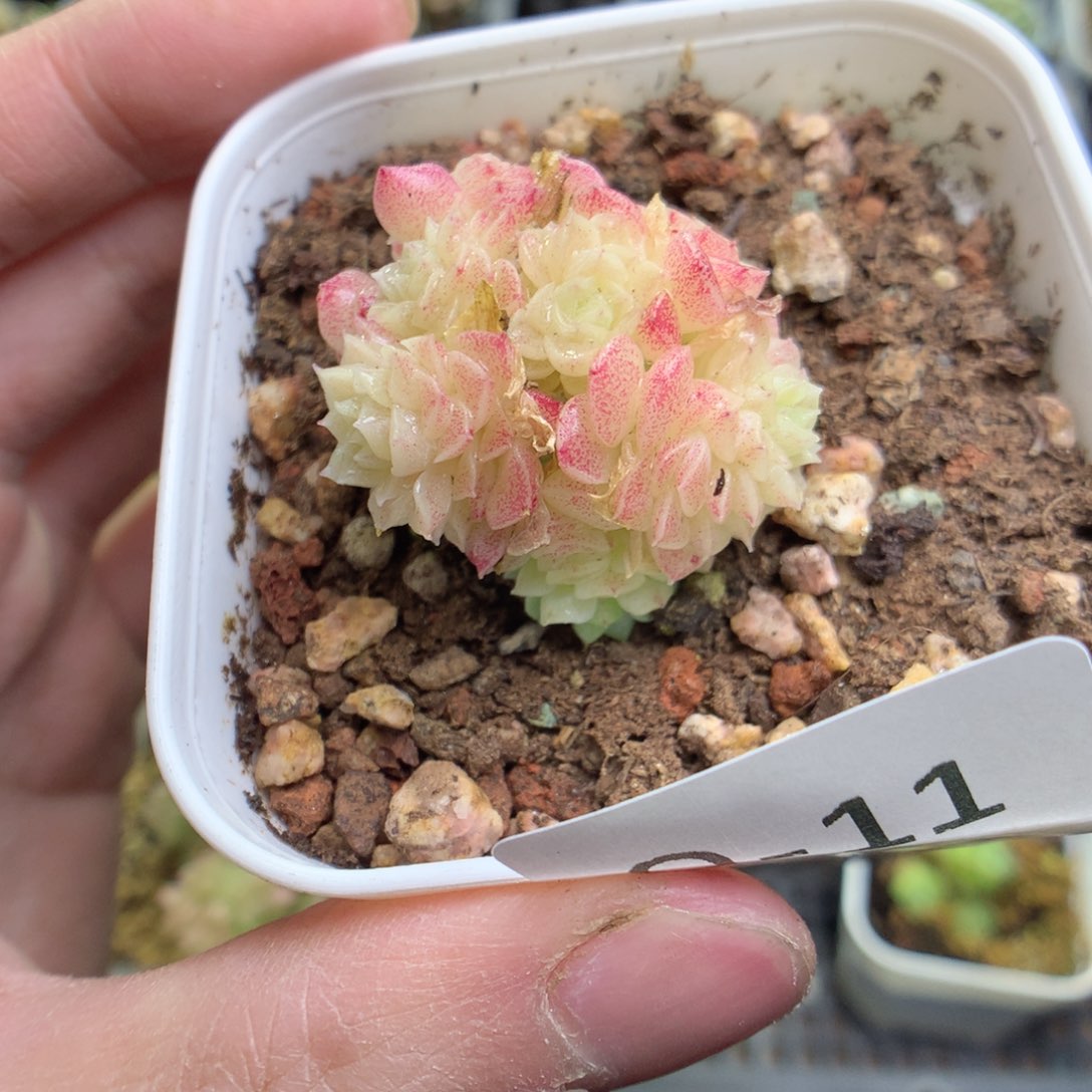 Q11y y y y y y y y y y