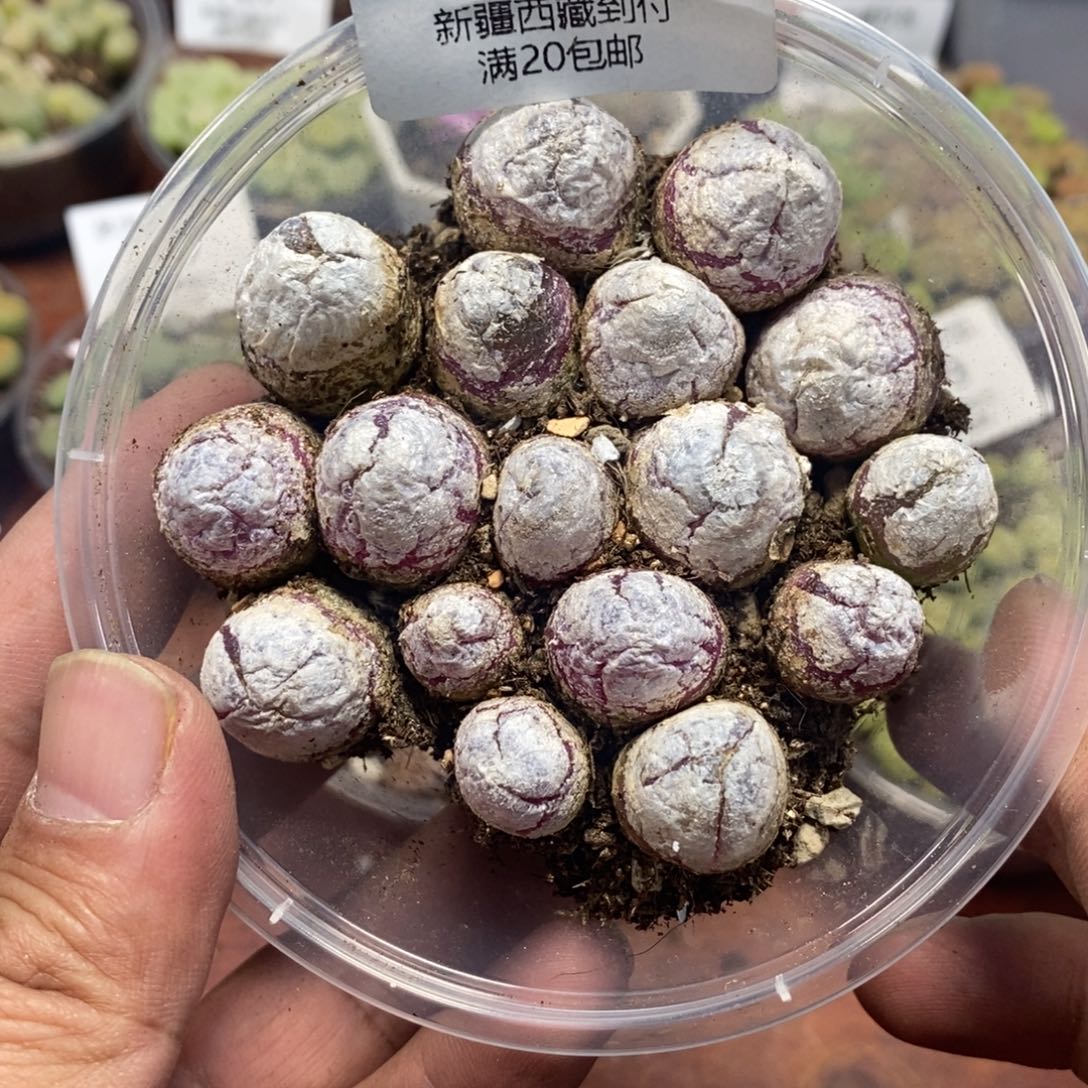 多肉蛋炒饭感谢您相伴082