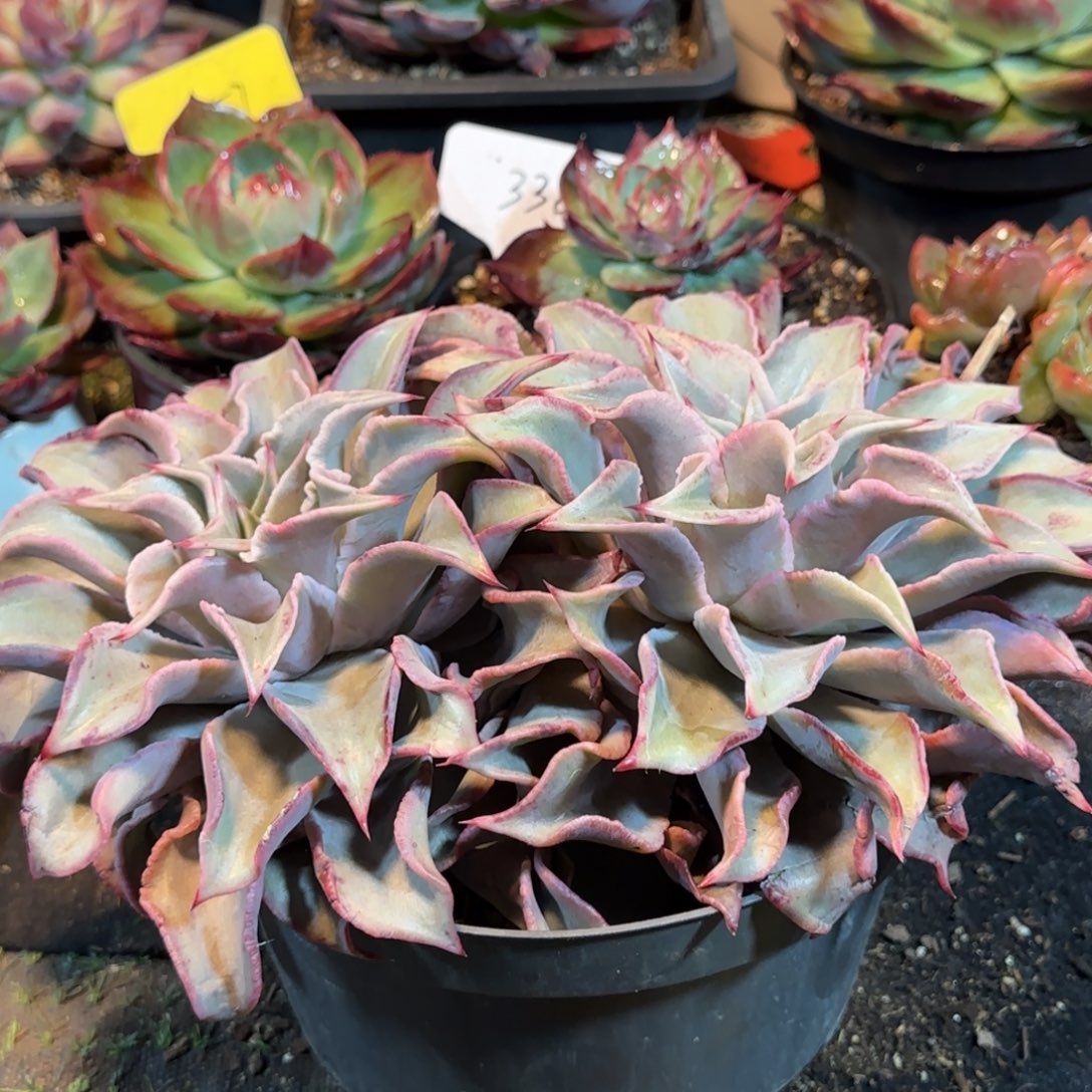 饺子皮惊鸿一物一拍包装收缩花旱