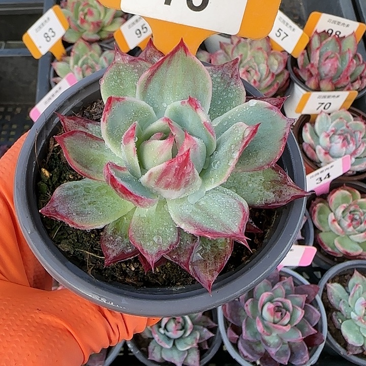 *****75 惊鸿仙子多肉植物6-9cm