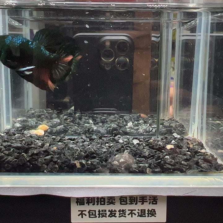 斗鱼跑单拉黑14日5