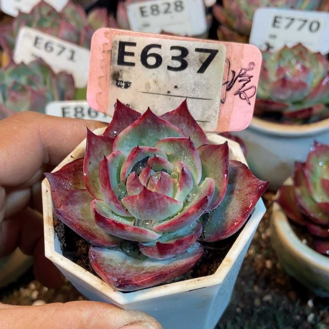 惊鸿一瞥637号楼多