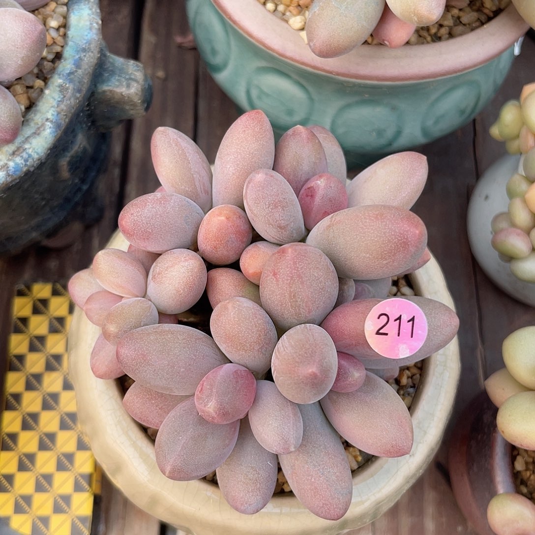 糖果美人 脱土发货 7口盆