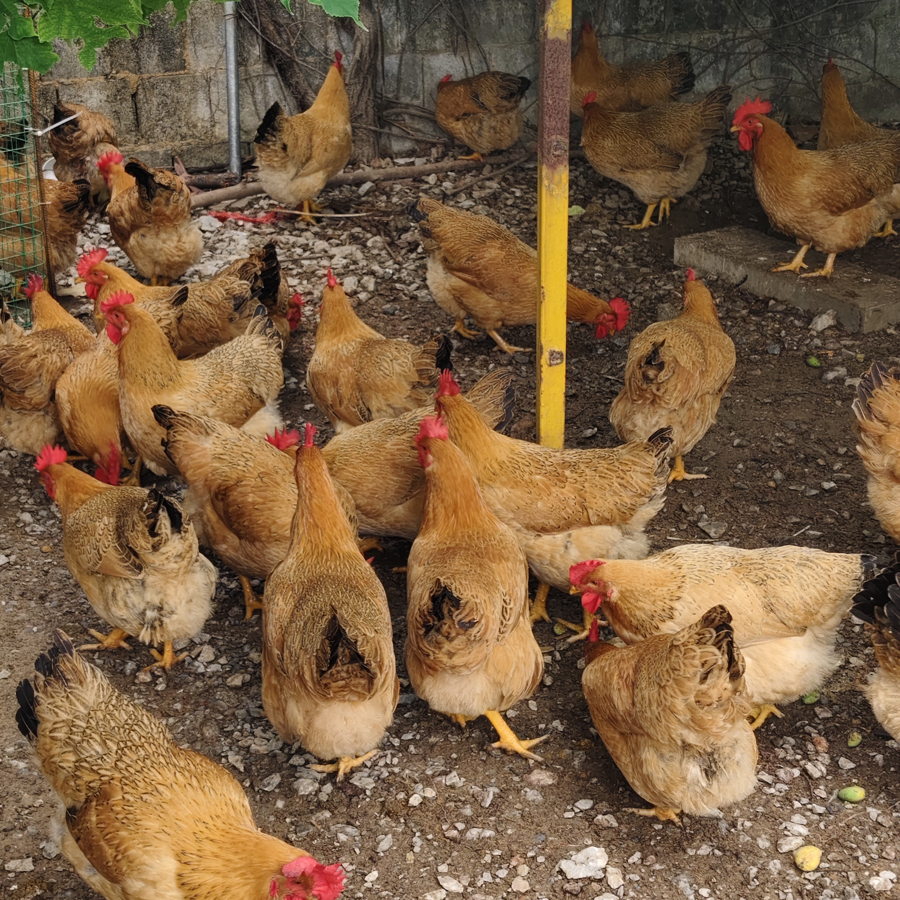 两只母鸡【宰杀好】粮食散养 130-180 天 2 只毛重 7-8 斤