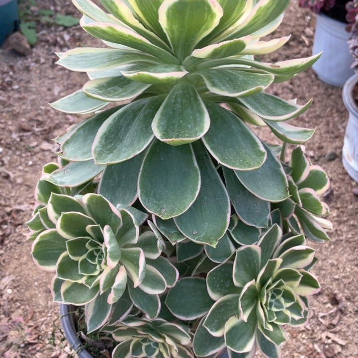 725多肉植物大叶绿玫瑰