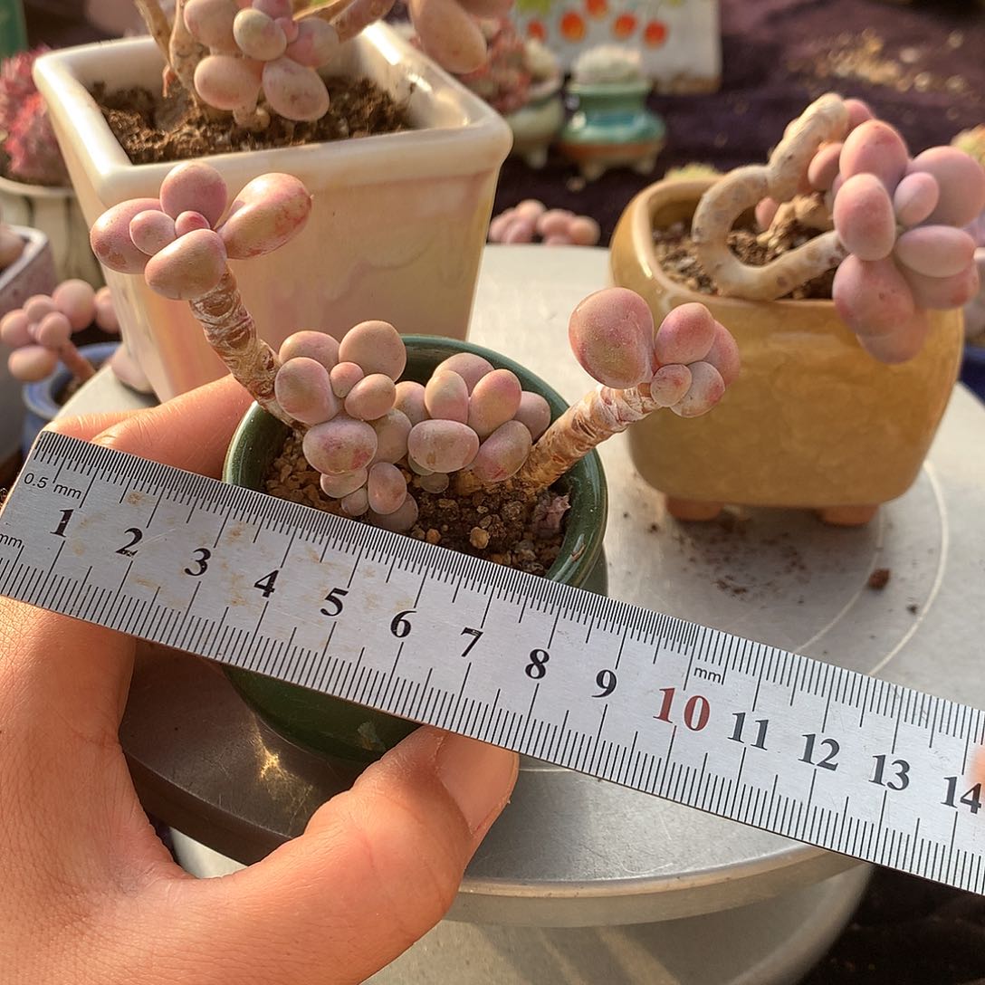 35号带盆偏远地区不包邮的