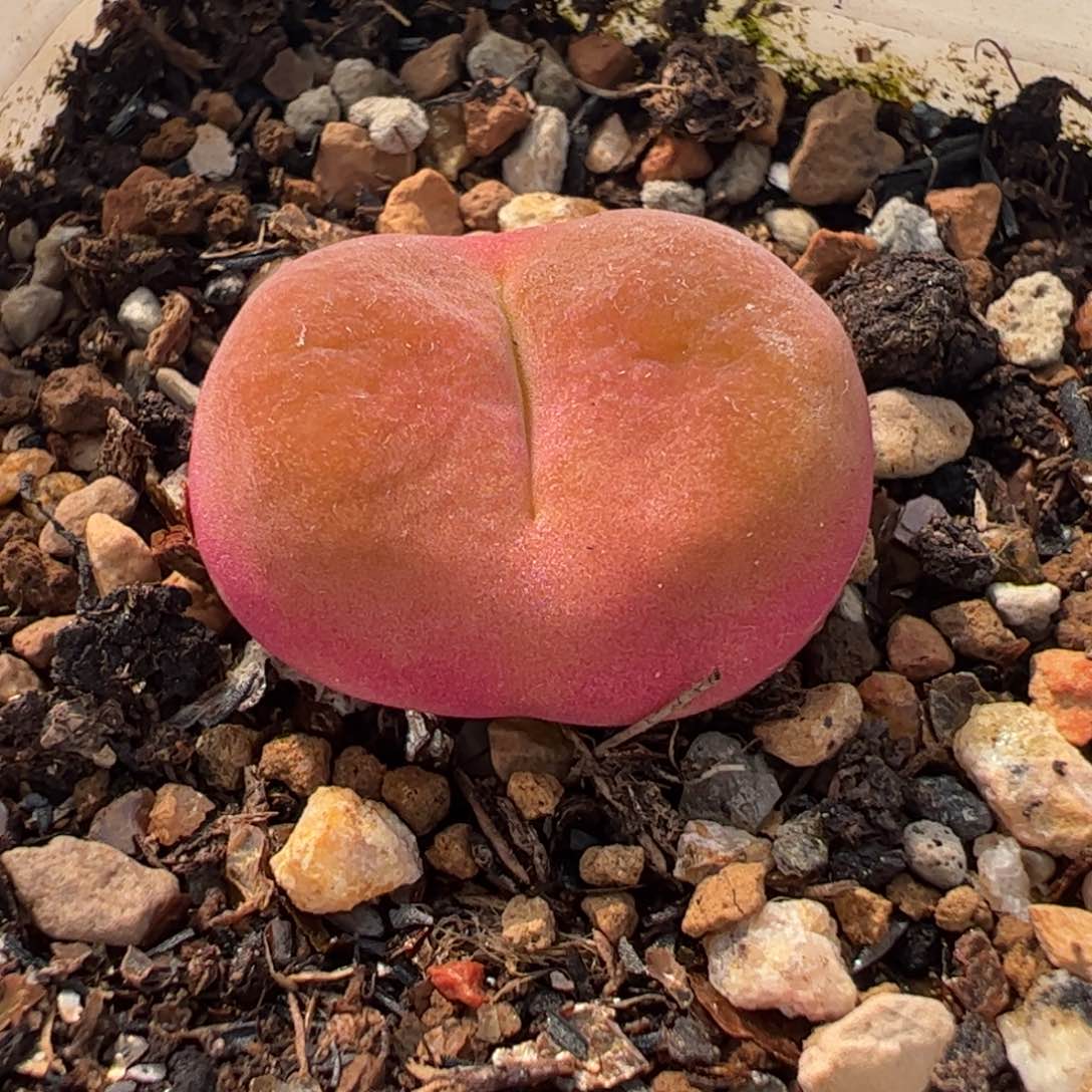 782多肉植物百科