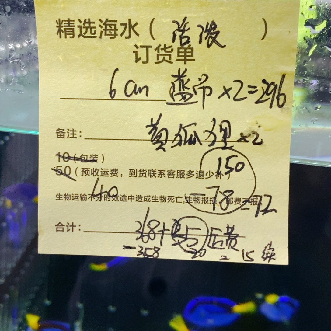海水鱼蓝吊6公分 2条➕黄狐狸+1➕续重15