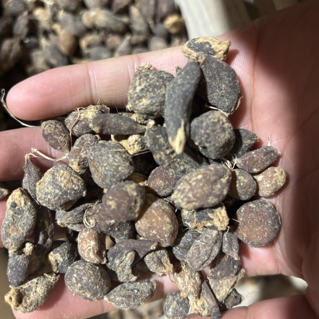边境土特产（金玉金杞兰）好物分享