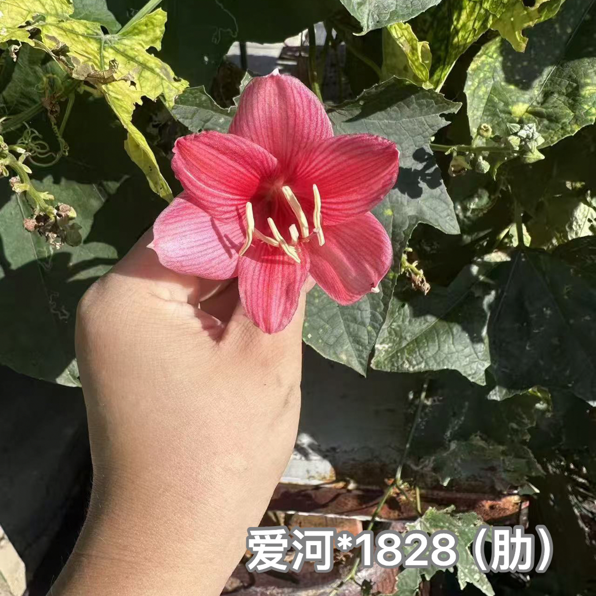 S孤挺花园 爱河*1828（肋）+组合 裸球