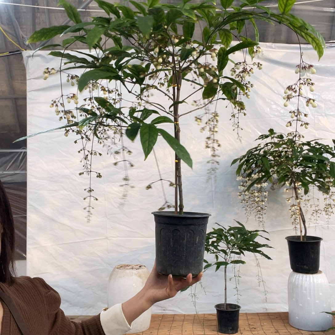 大部分花苞少量开放垂丝茉莉泰国长花序