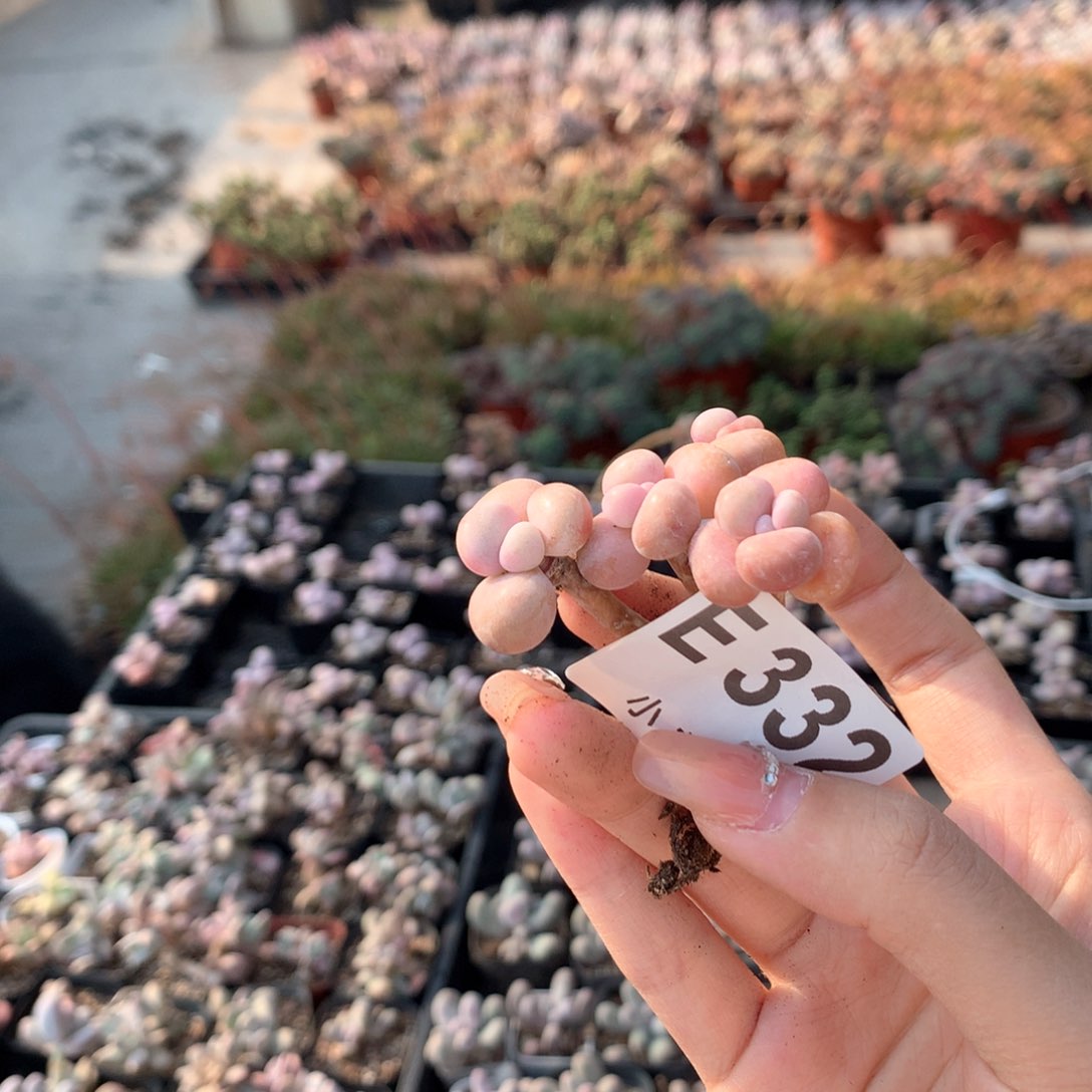 腰子桃蛋332哈哈哈哈