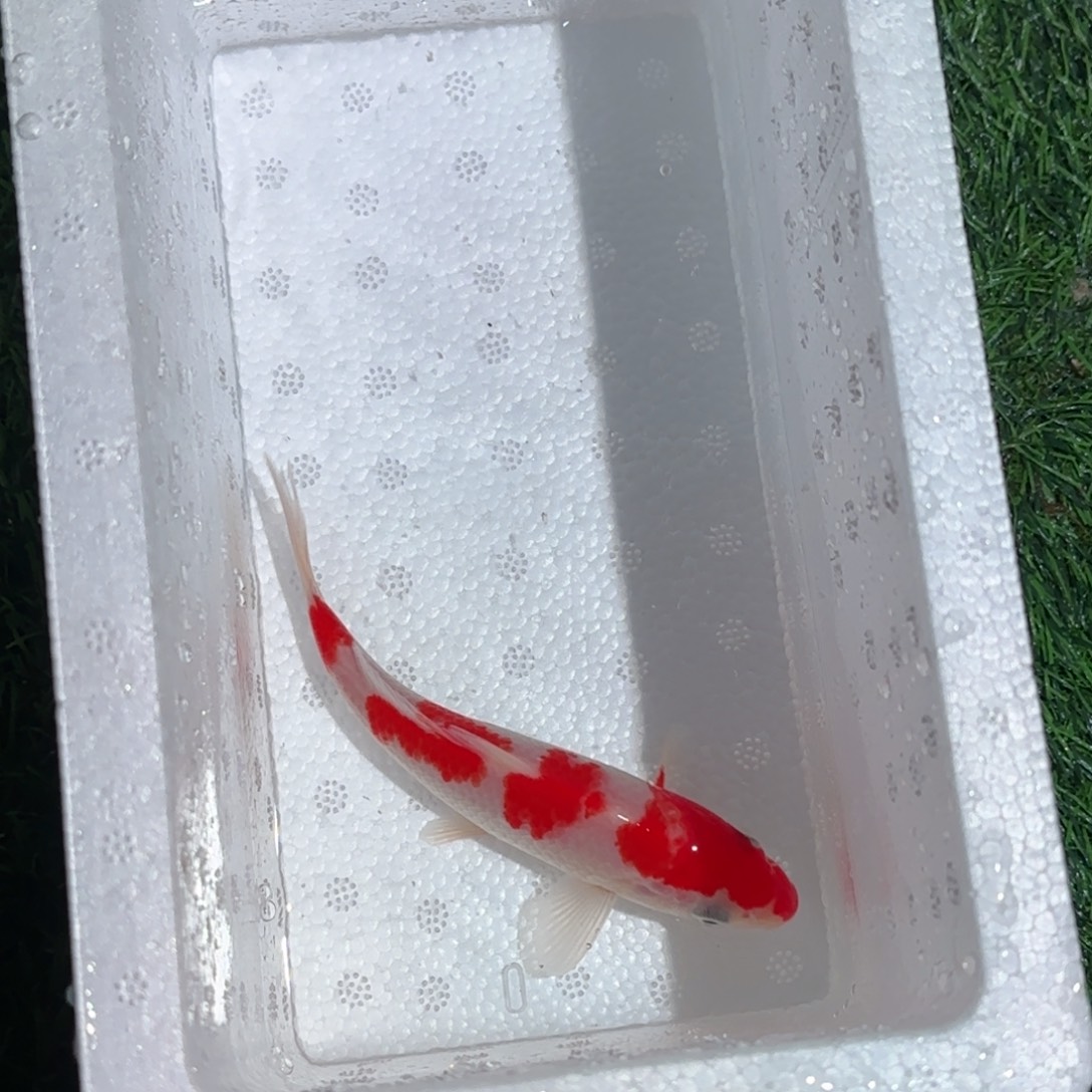 锦鲤锦鲤 观赏鱼 锦鲤