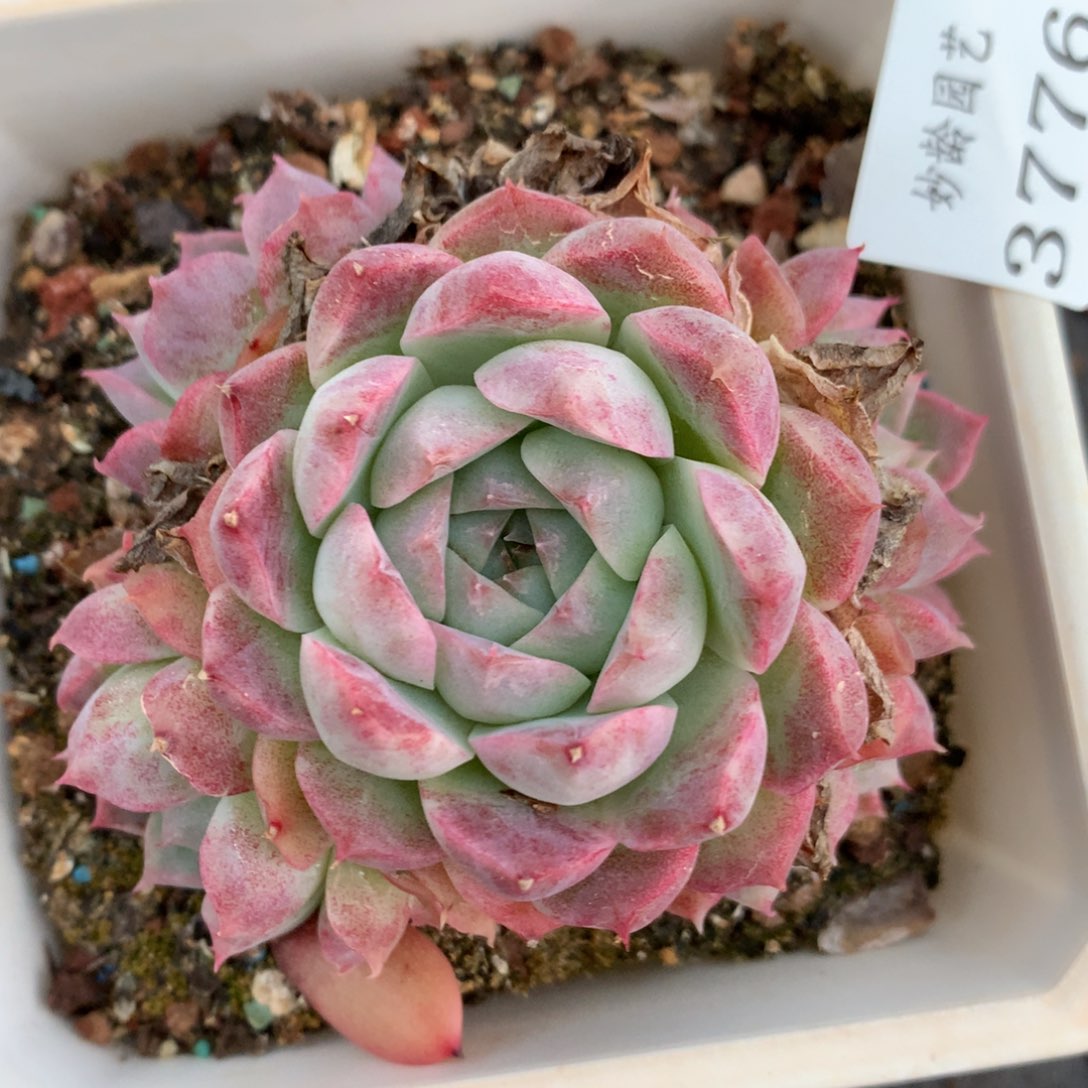 3776杂交多肉植物