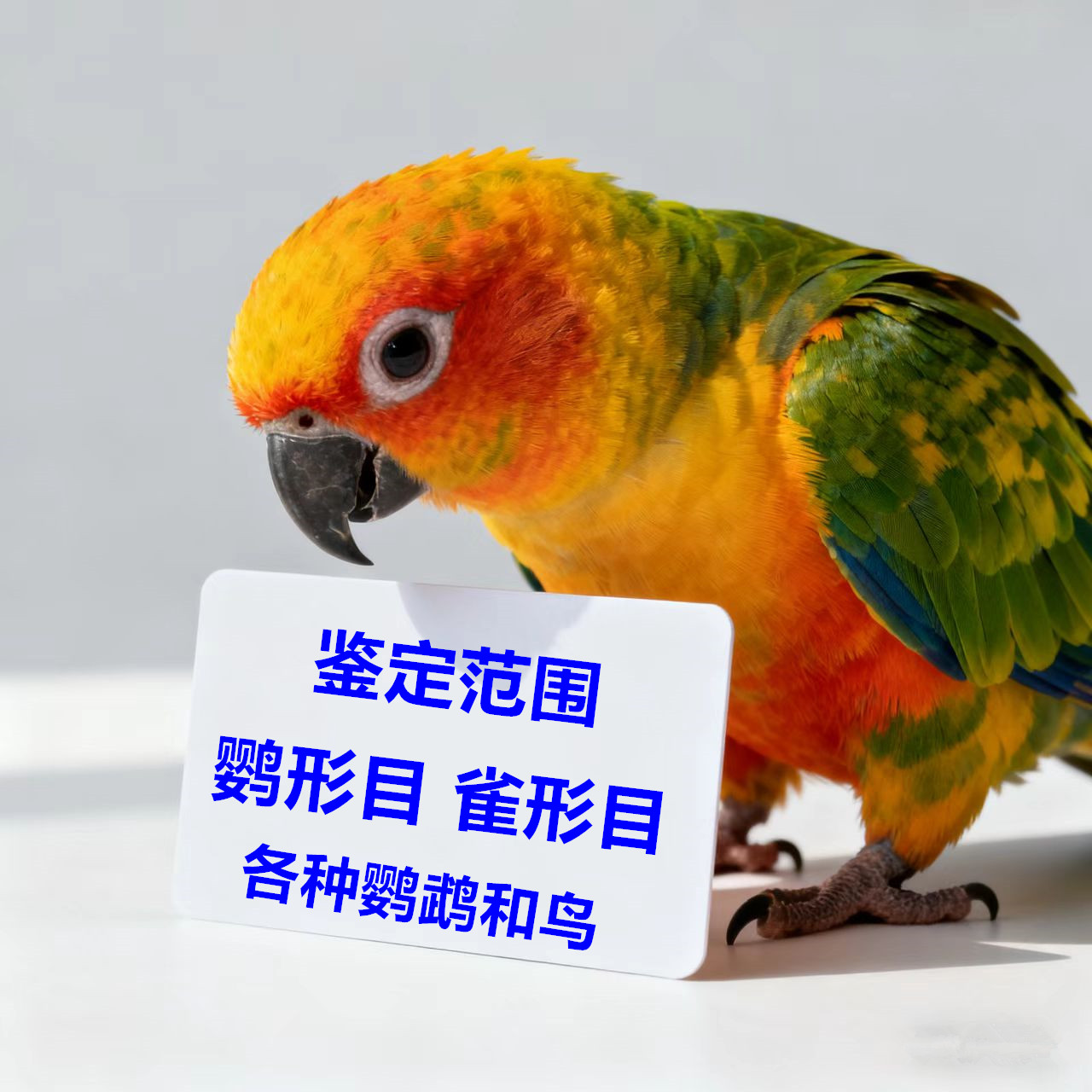 鹦鹉鸟公母验卡培训教程