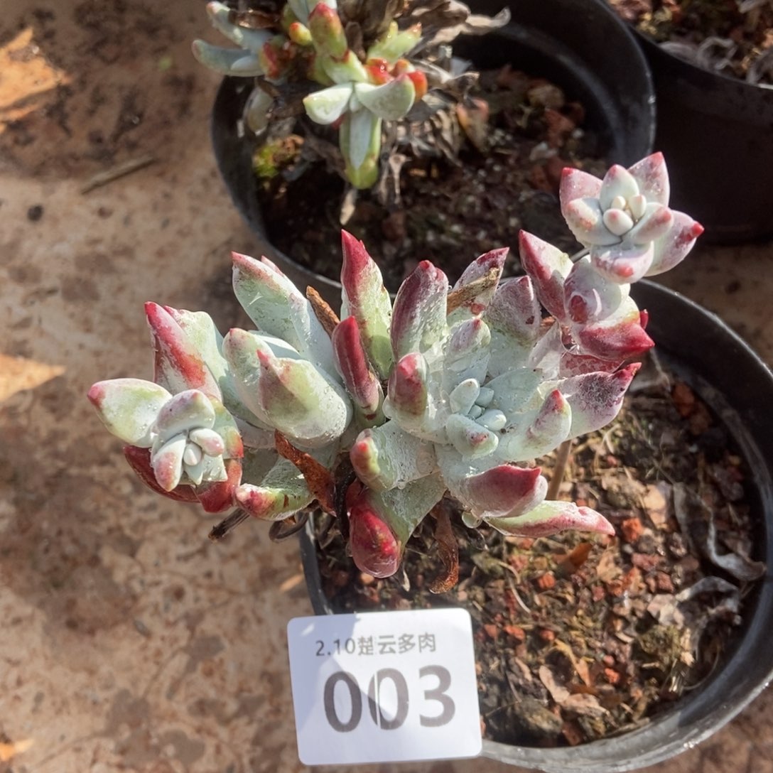 003象牙叶多肉植物