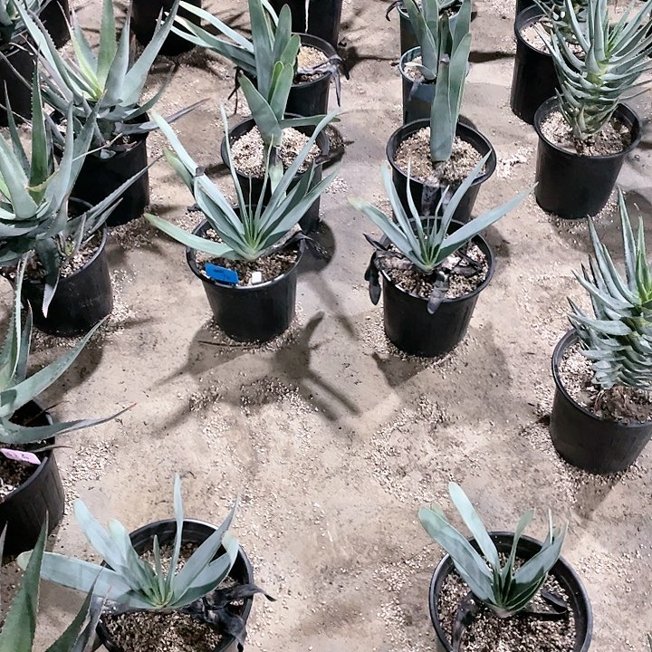 芦荟芦荟芦荟折扇芦荟包邮