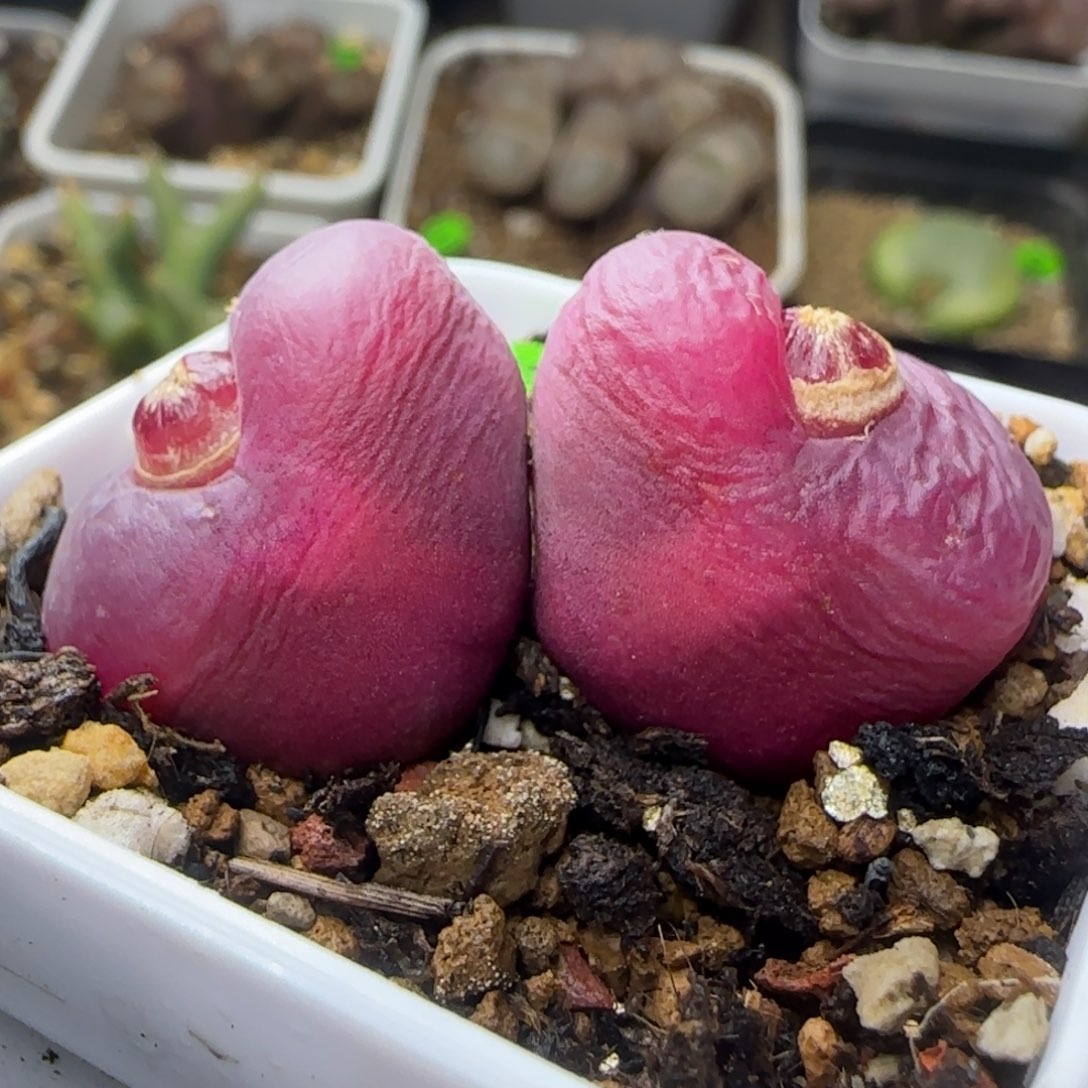 双头丝绒多肉植物16