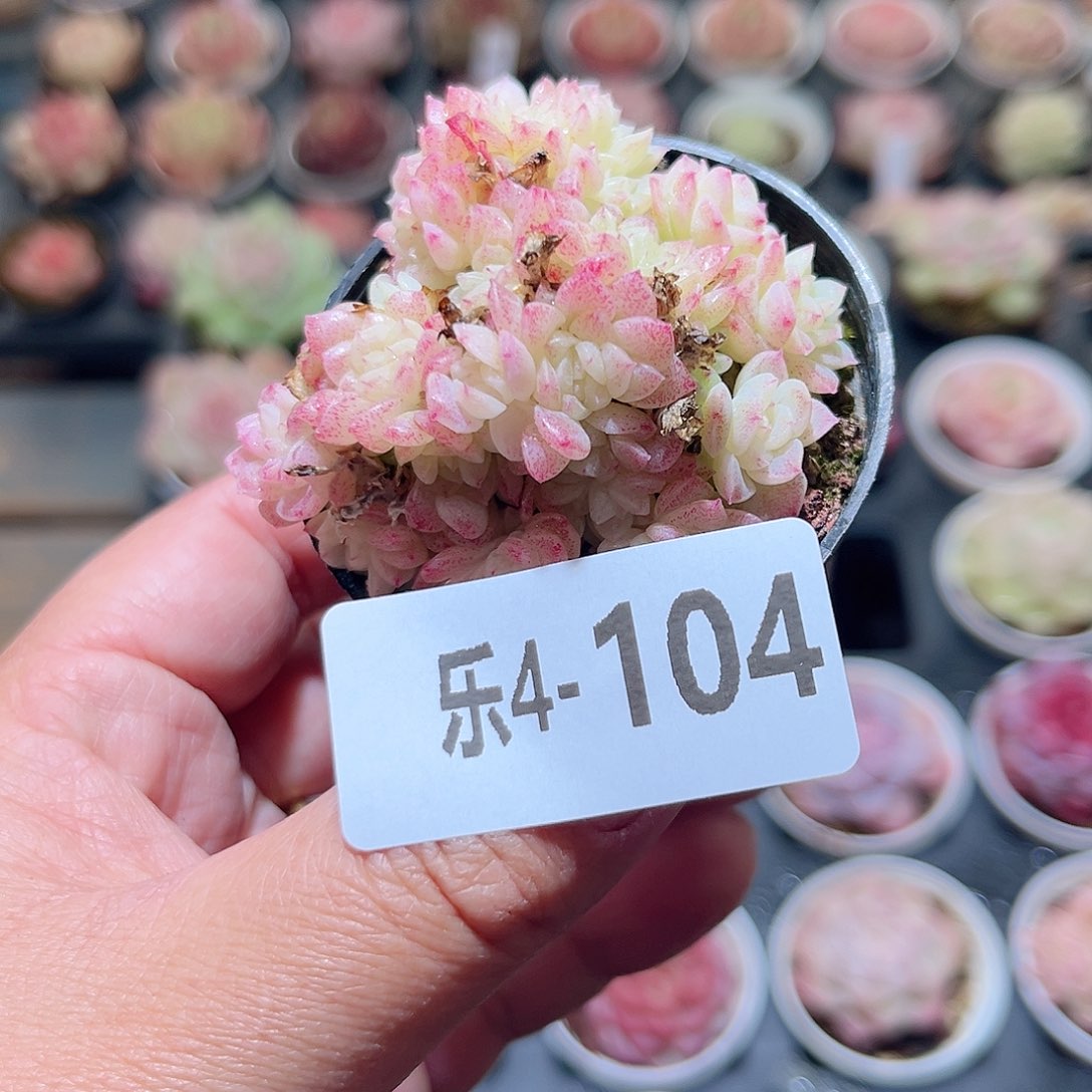 乐4-104 麦秆群不包整