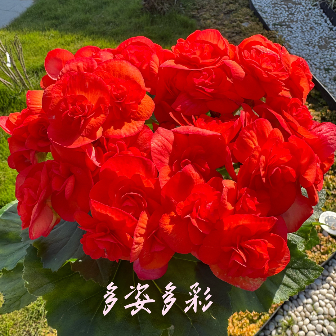 丽格海棠 橙水晶 不包养护（生花苞发货）