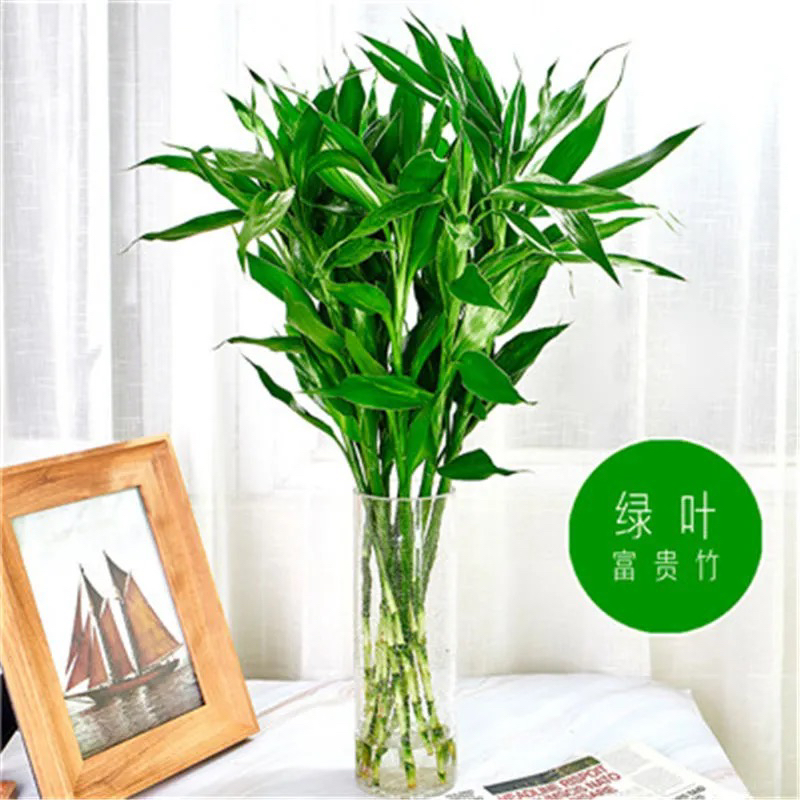 富贵竹水培植物好活易养省心室内客厅好养节节高绿植盆栽+营养液