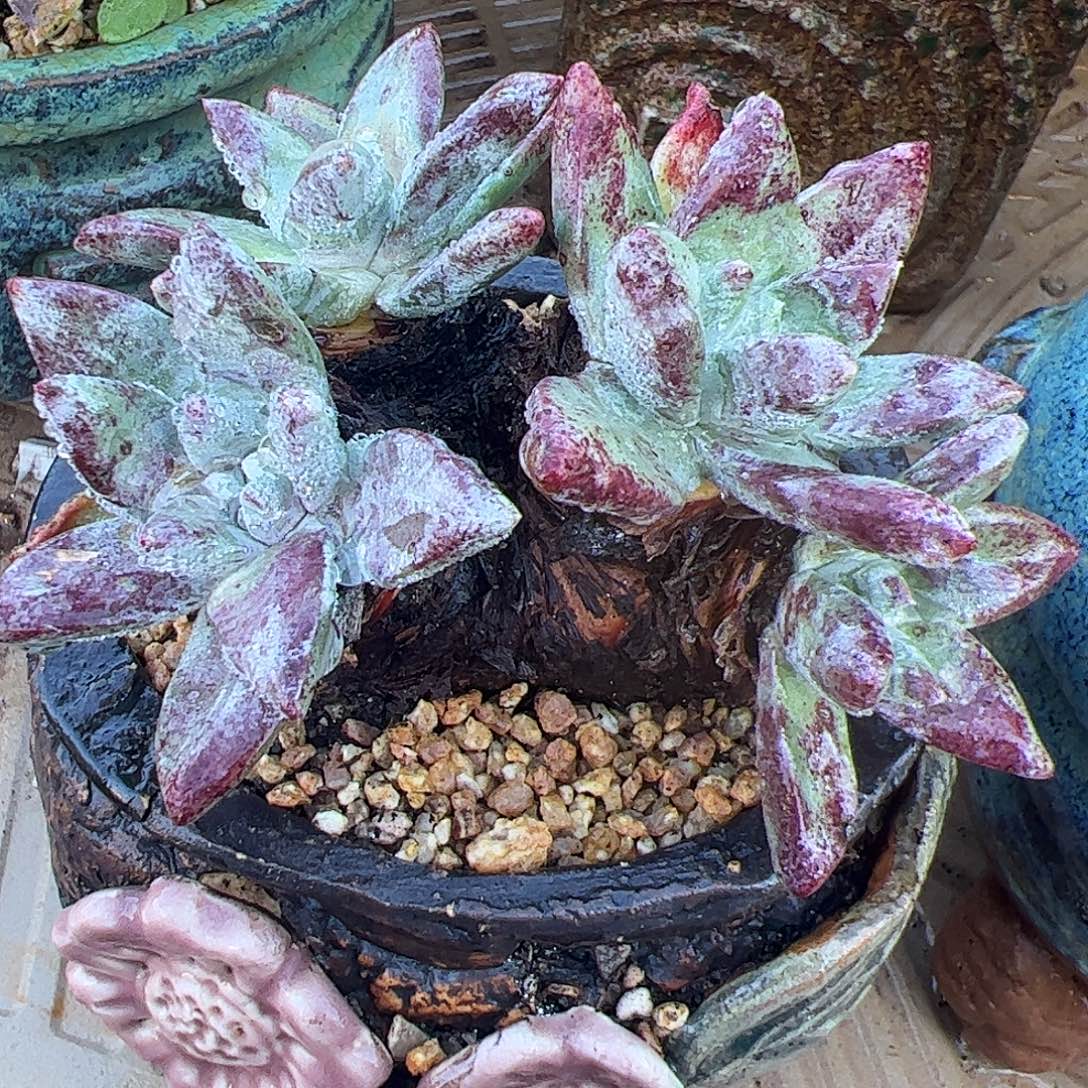 5117流丹苹果叶杂交