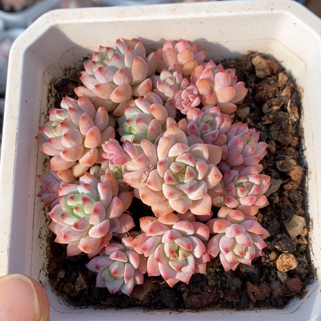 精品多肉一物一拍178