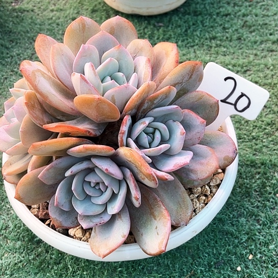 奶茶20号码牌子的话题了