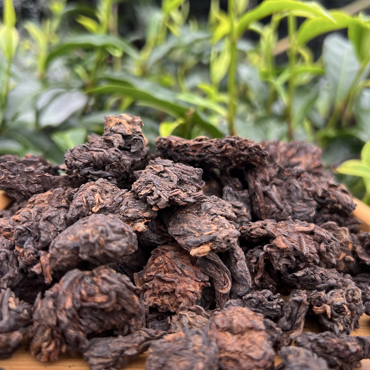 2004年哆依寨 茶头