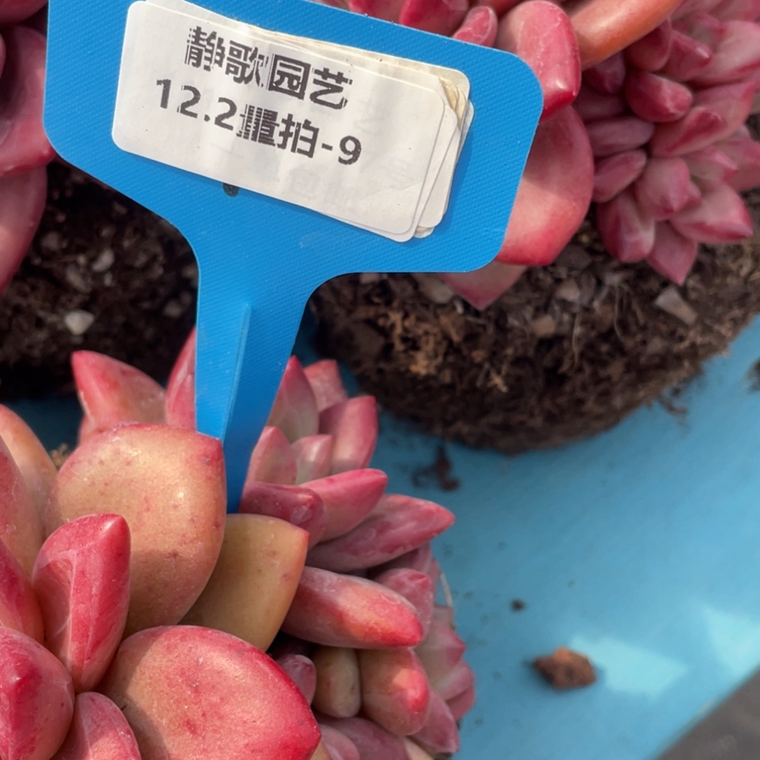 1202-9-赫菲斯托潜力股捡漏一颗