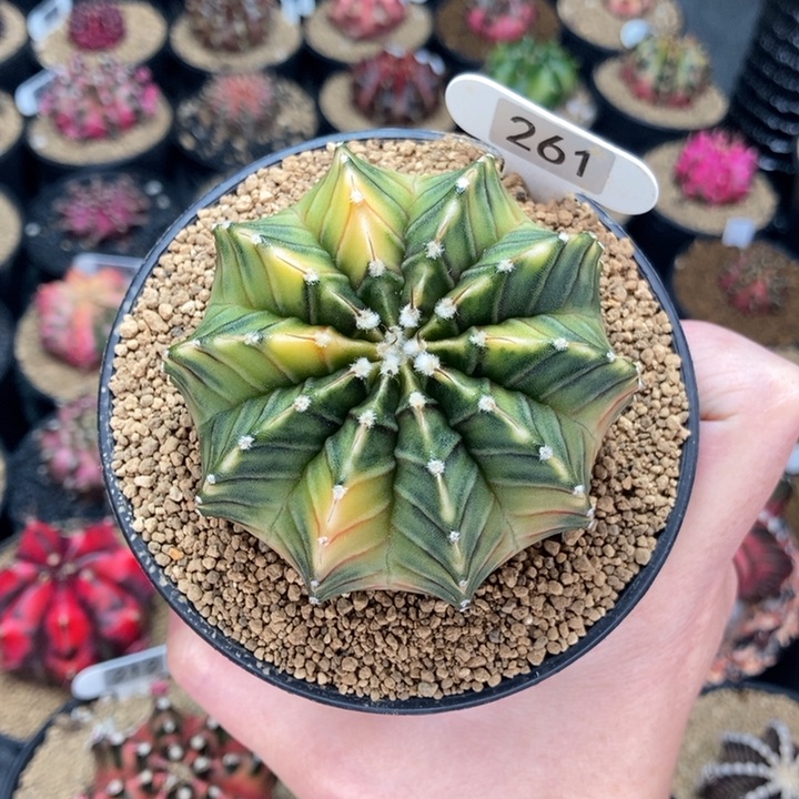 乌贼肋骨锦 米哈仙人球