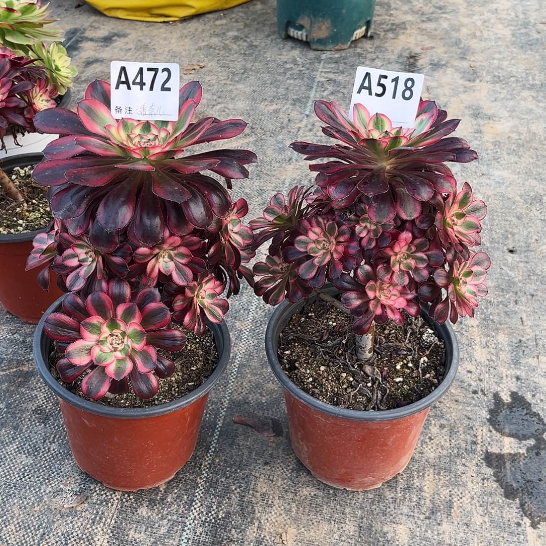 荣***婷多肉植物香奈儿472-518多肉肉