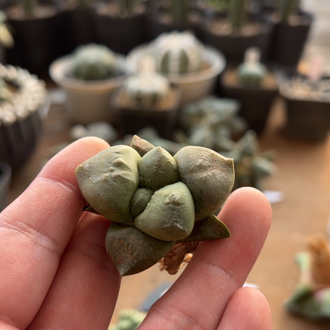 无花朵111实生光面连山4.6cm