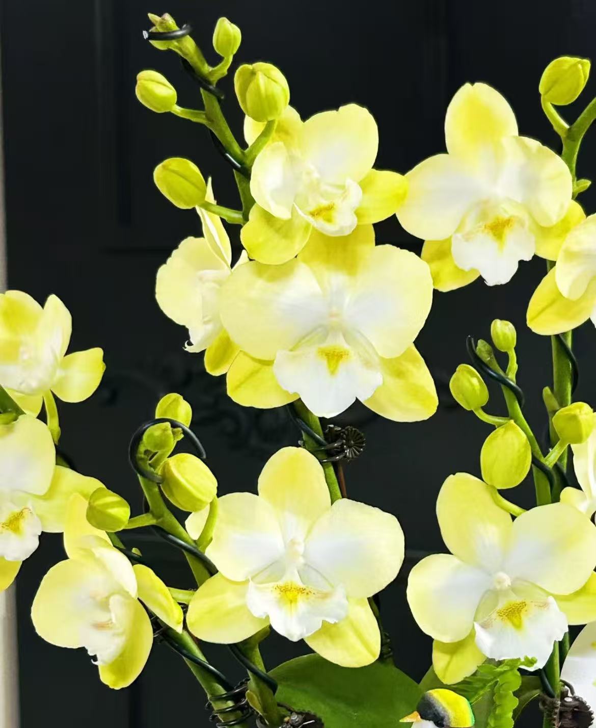 蝴蝶兰【绿玉】单花剑 清新花型 花色鲜艳 优质苗情 新手耐养 