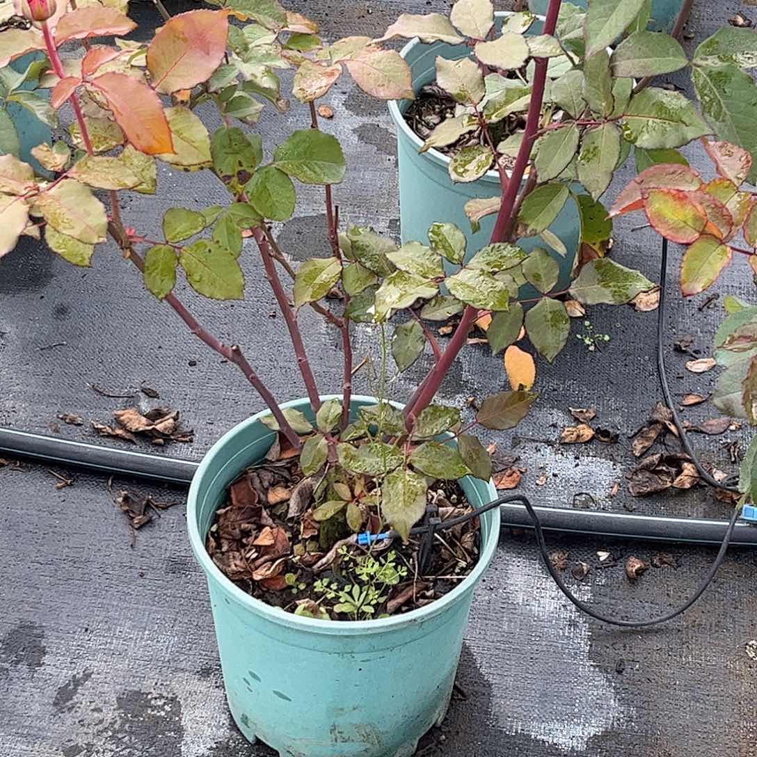 无花朵苏珊，1.8加仑土球发货