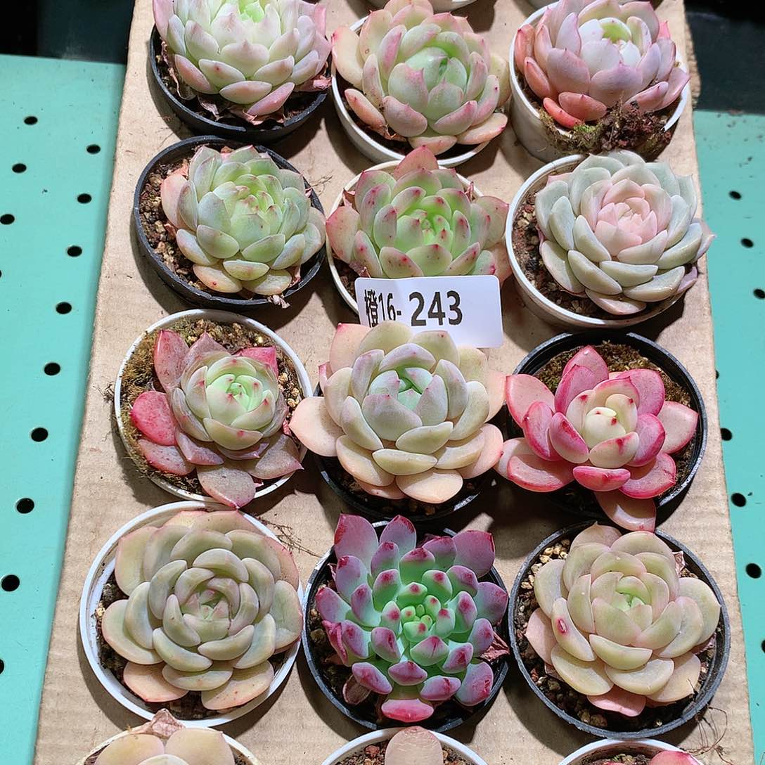 16-243一物一拍带盆18颗