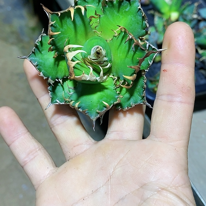 多肉植物龙蛇兰植物