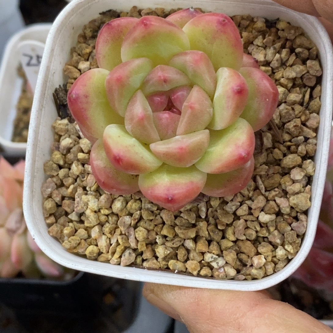 精品多肉一物拍不包整440