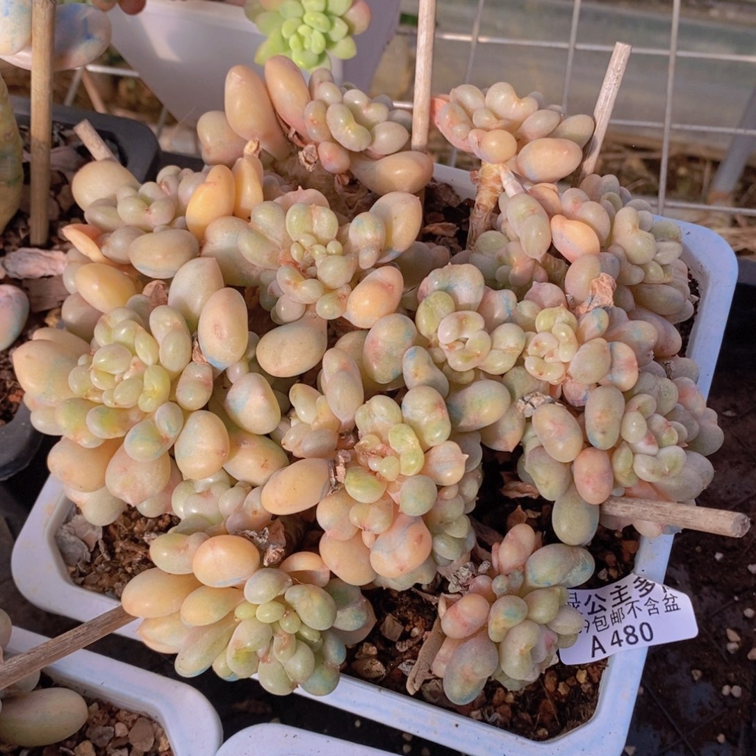 比尔盖茨17cm480多肉酱