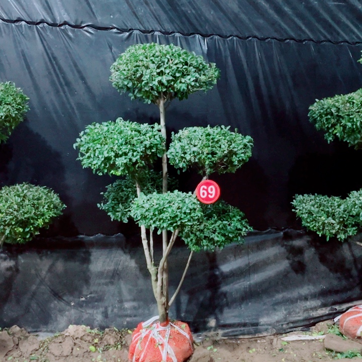 无花朵一物一拍一物一拍