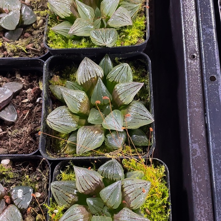 西瓜寿带盆土发货