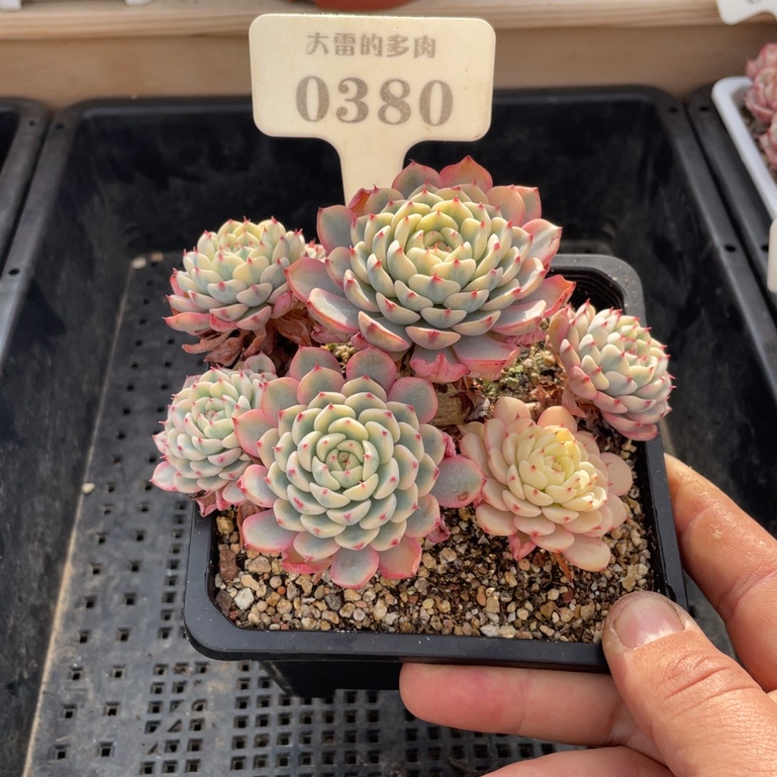 0380姬莲锦不带盆12厘米