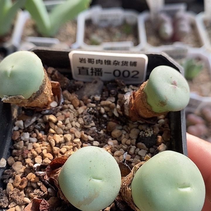 AP种源大型P嘴一颗