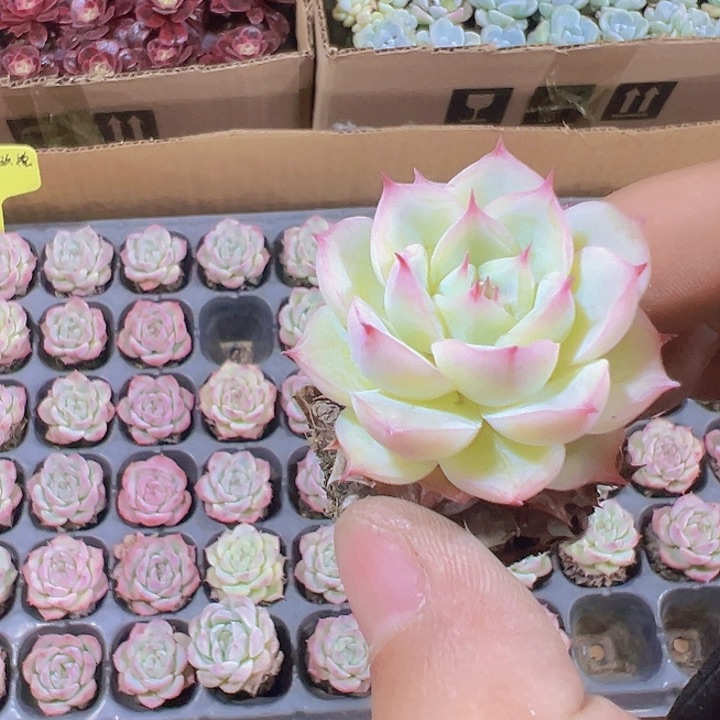 法兰西玫瑰精品多肉植物