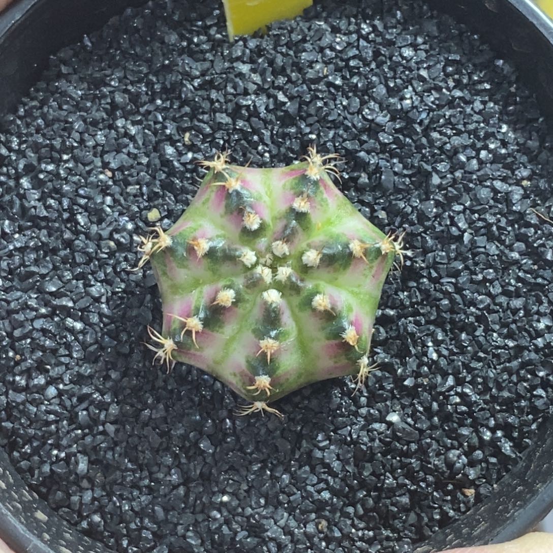 精品海神—脱土发货49