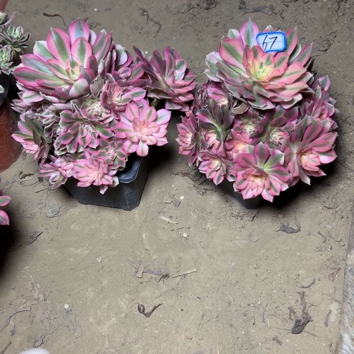 多肉植物有伤疤67