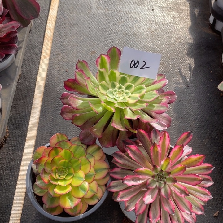 002铜鼓➕万七彩➕仙墨