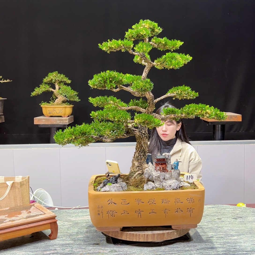 黄杨盆景老桩四季常青