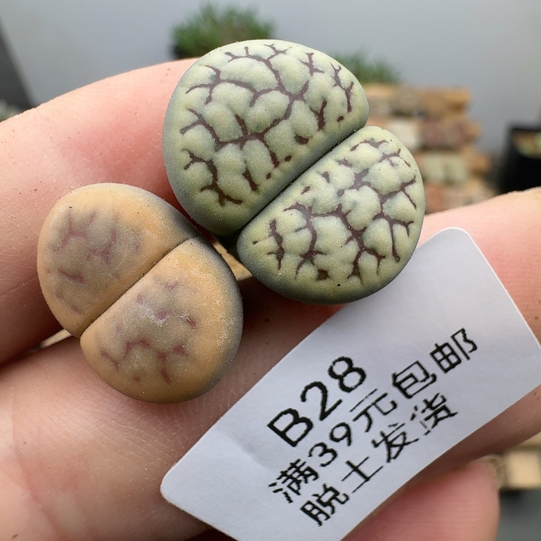 巨***笑28多肉哈哈哈哈哈哈哈哈哈