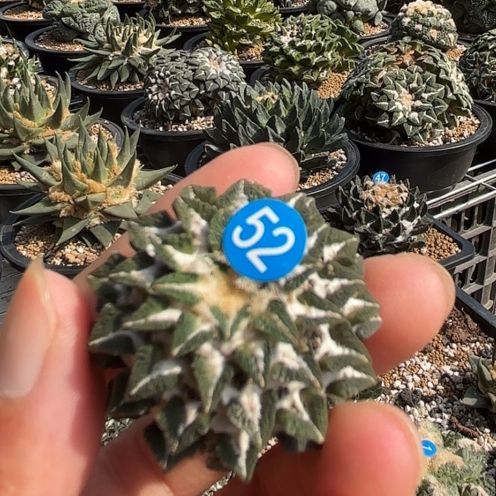 上***娜袖蒲苗接落地仙人球52